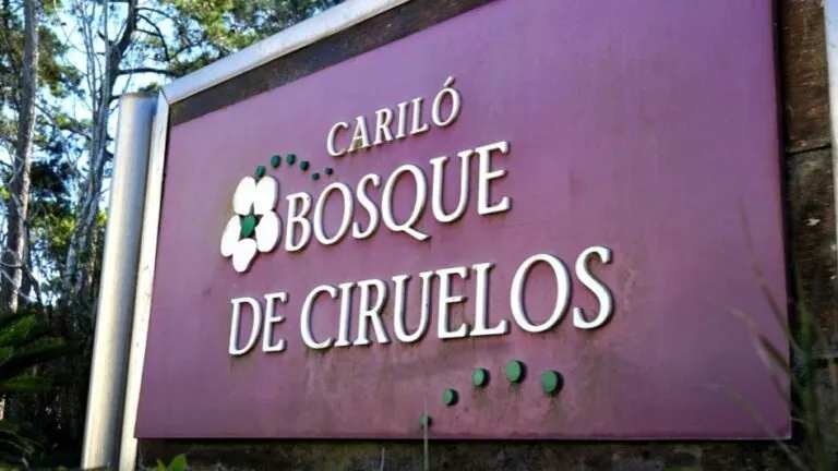 Bosque de Ciruelos Carilo 1 (1)
