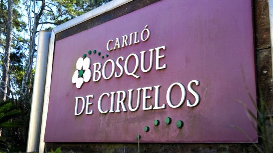 Bosque de Ciruelos Carilo 1 (1)